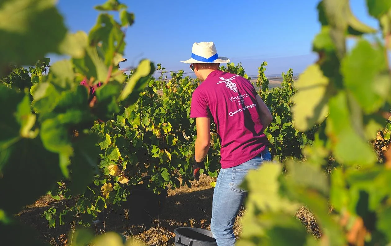 Quinta da Folgorosa – Vindimas