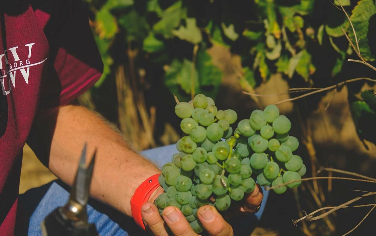 Quinta da Folgorosa – Vindimas