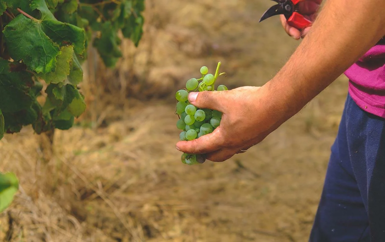 Quinta da Folgorosa – Vindimas