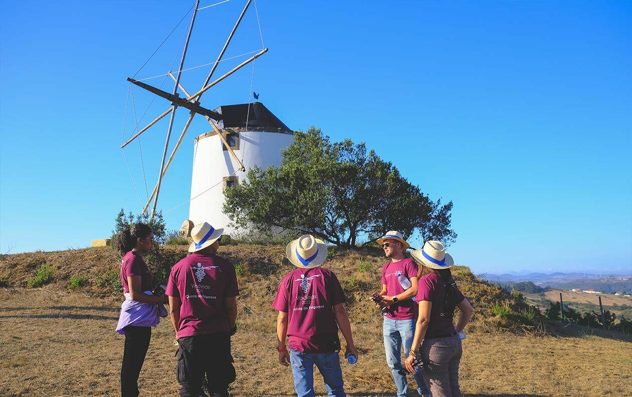 Quinta da Folgorosa – Vindimas