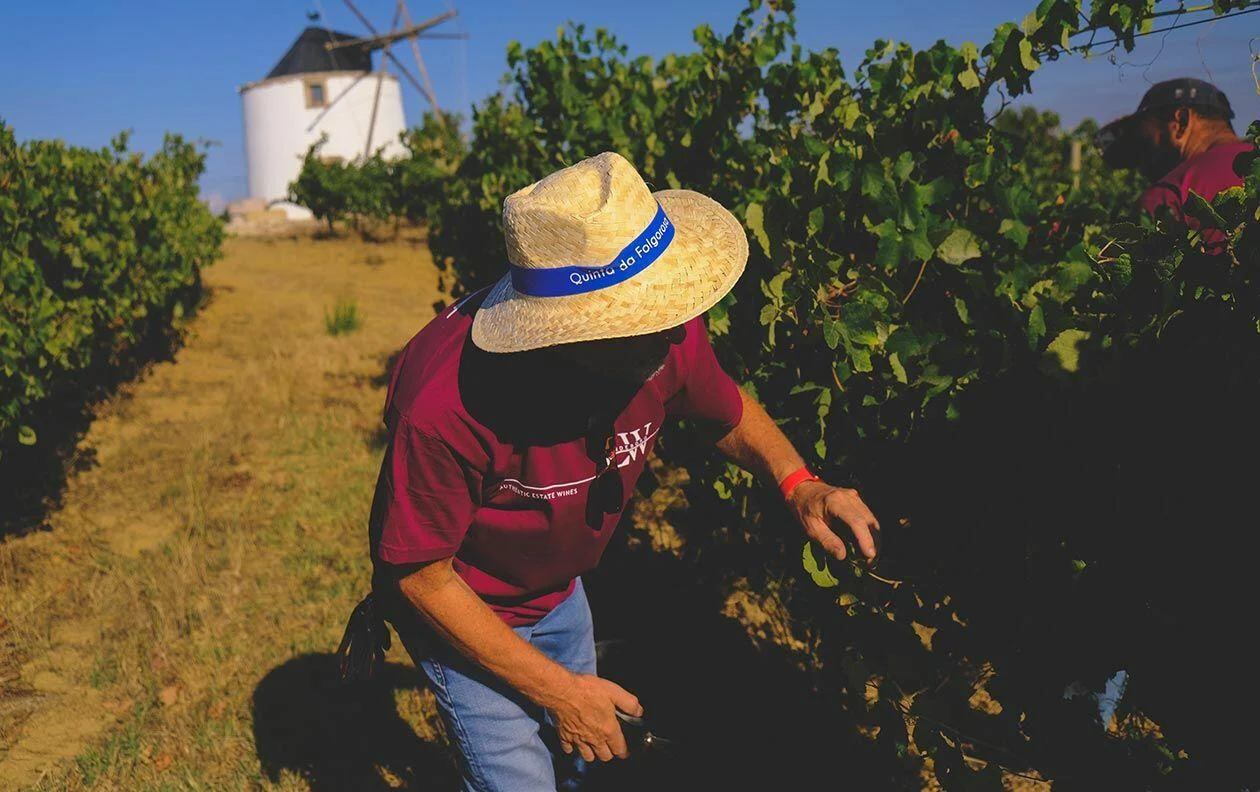 Quinta da Folgorosa – Vindimas