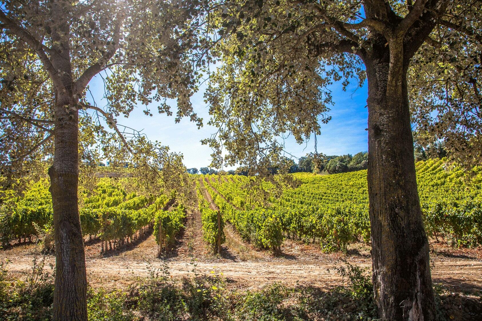 Quinta da Chocapalha – Visita, Prova & Almoço