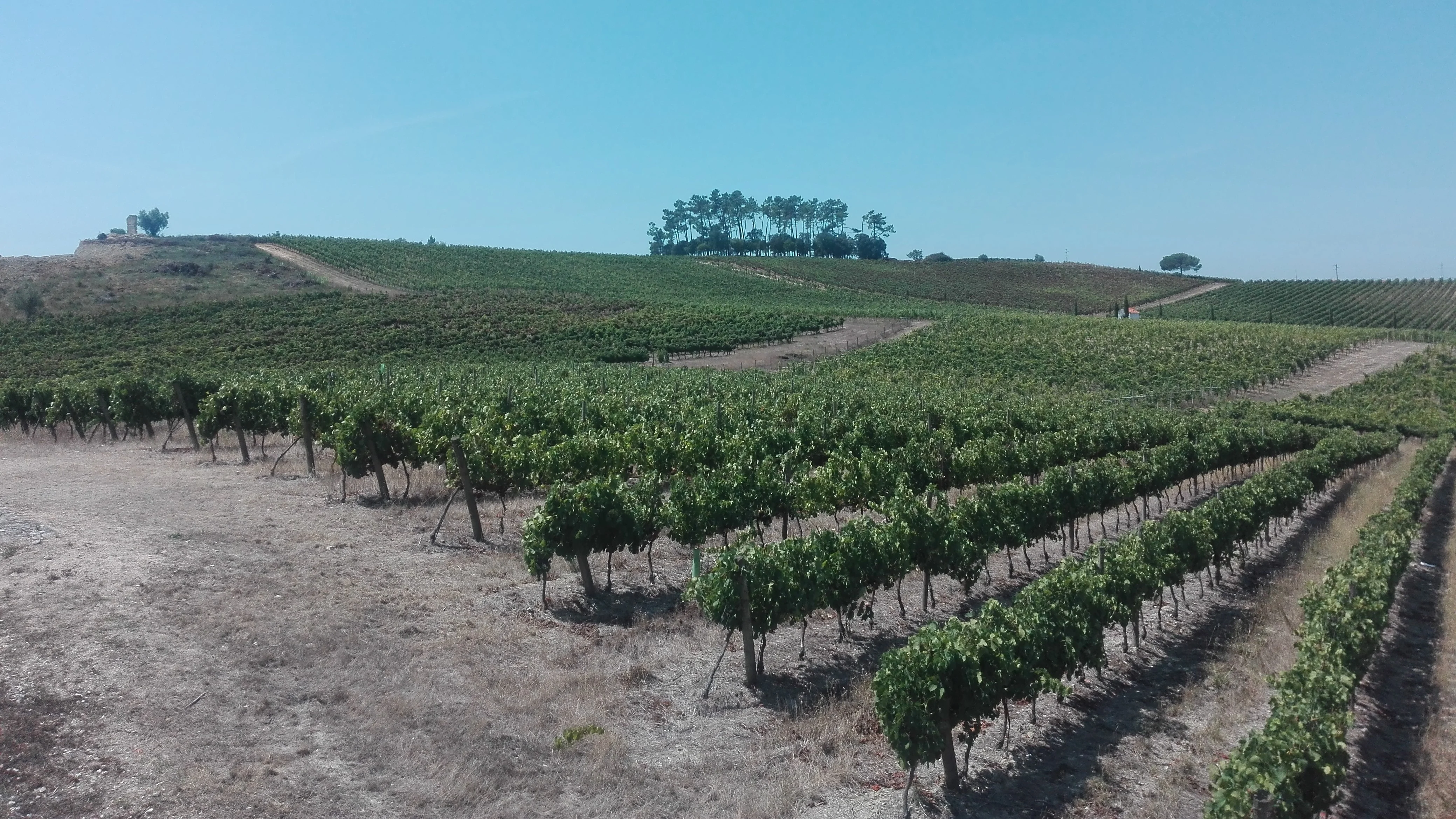Rota dos Vinhos da Bairrada – Meio Dia