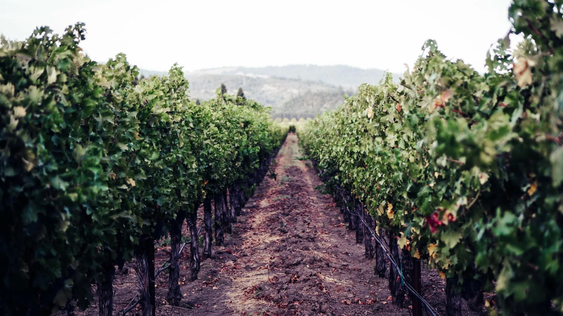 Rota dos Vinhos da Bairrada – Meio Dia