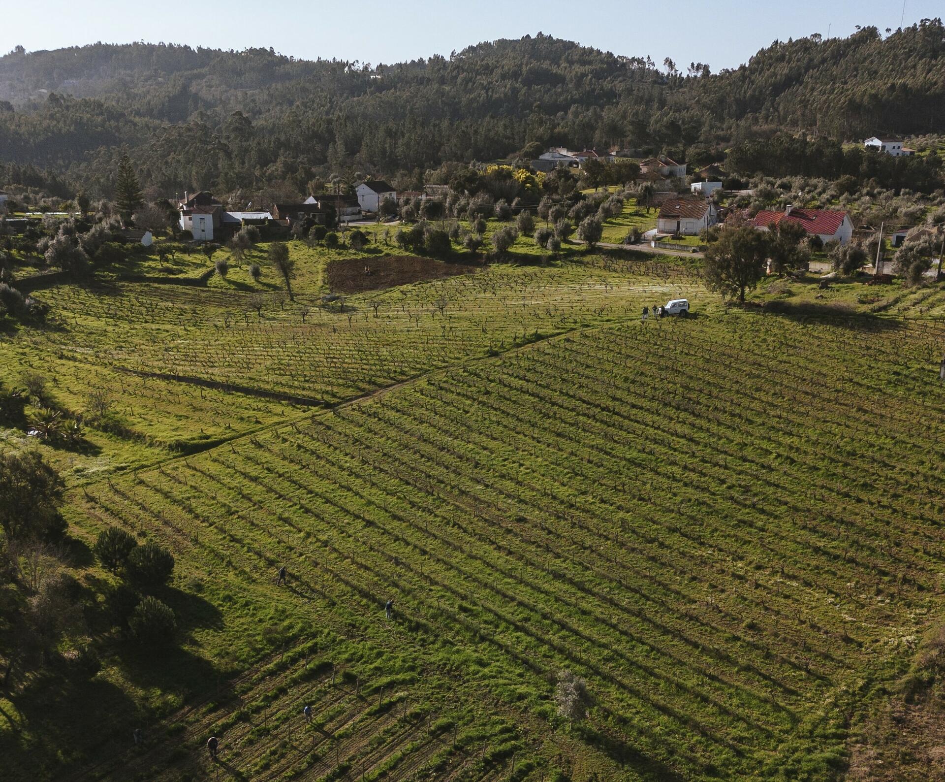 Adega da Gaveta – A Essência do Nosso Terroir