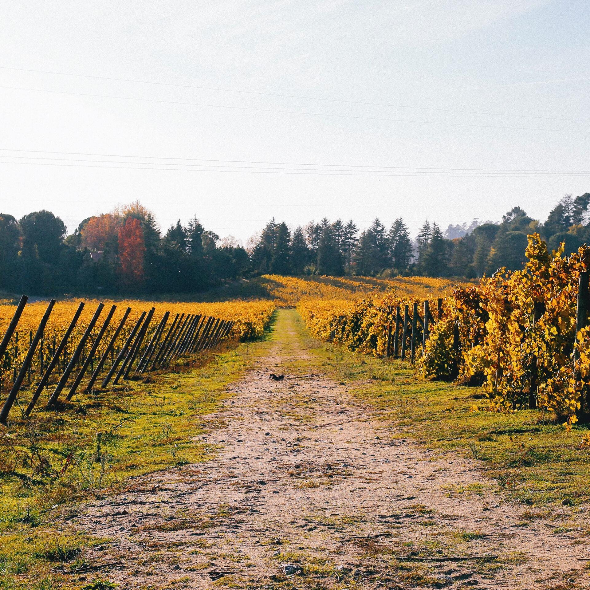 Casa de Vilacetinho – Visita & Prova Avesso