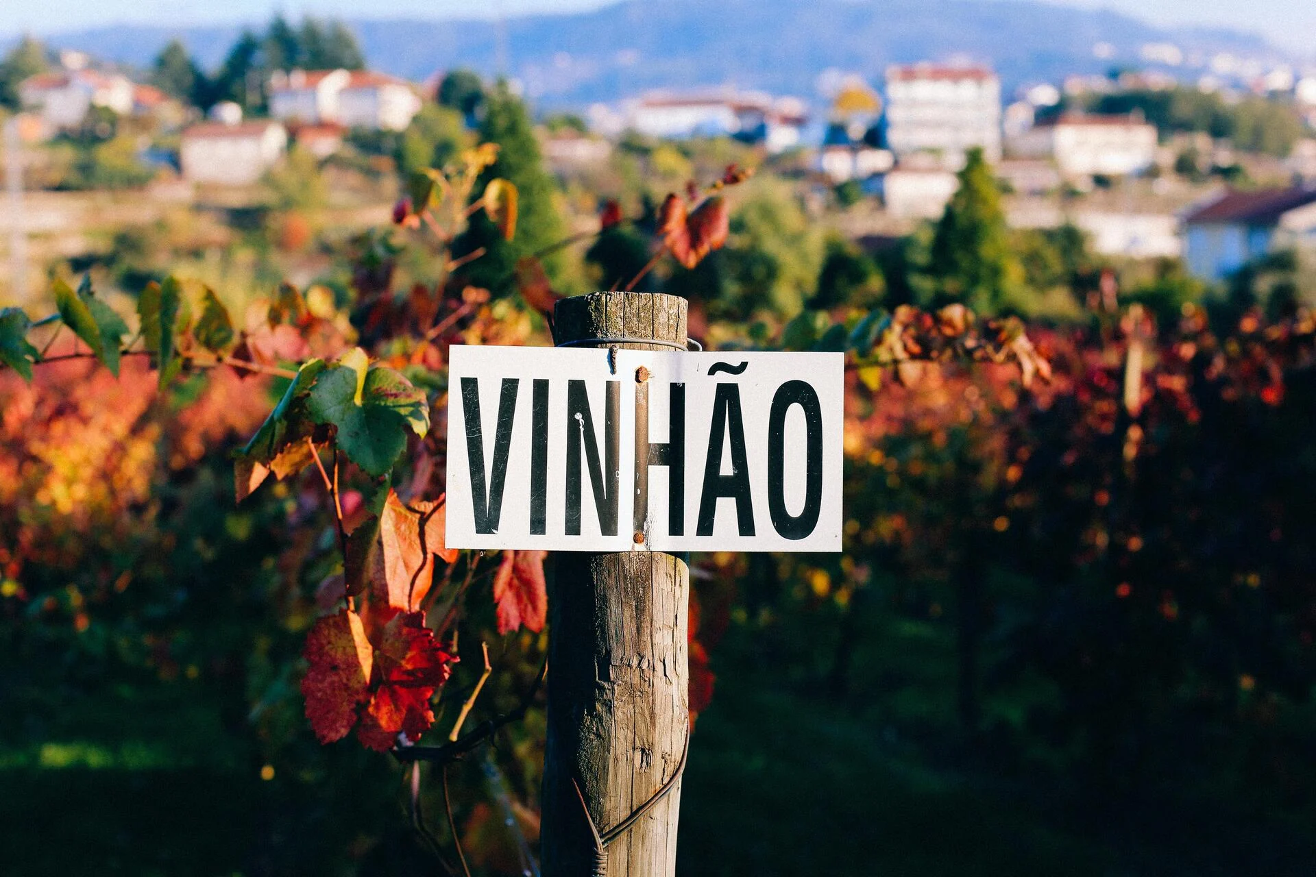 Casa de Vilacetinho – Visita & Prova Completa