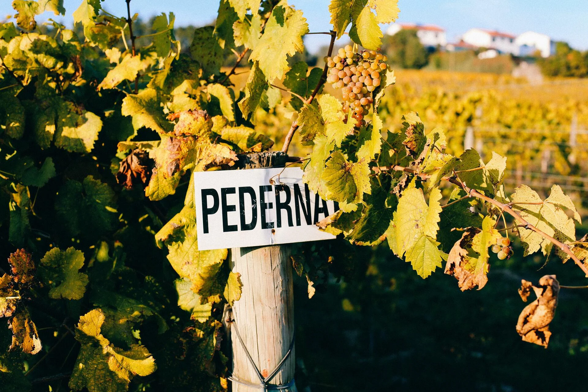 Casa de Vilacetinho – Visita & Prova Completa