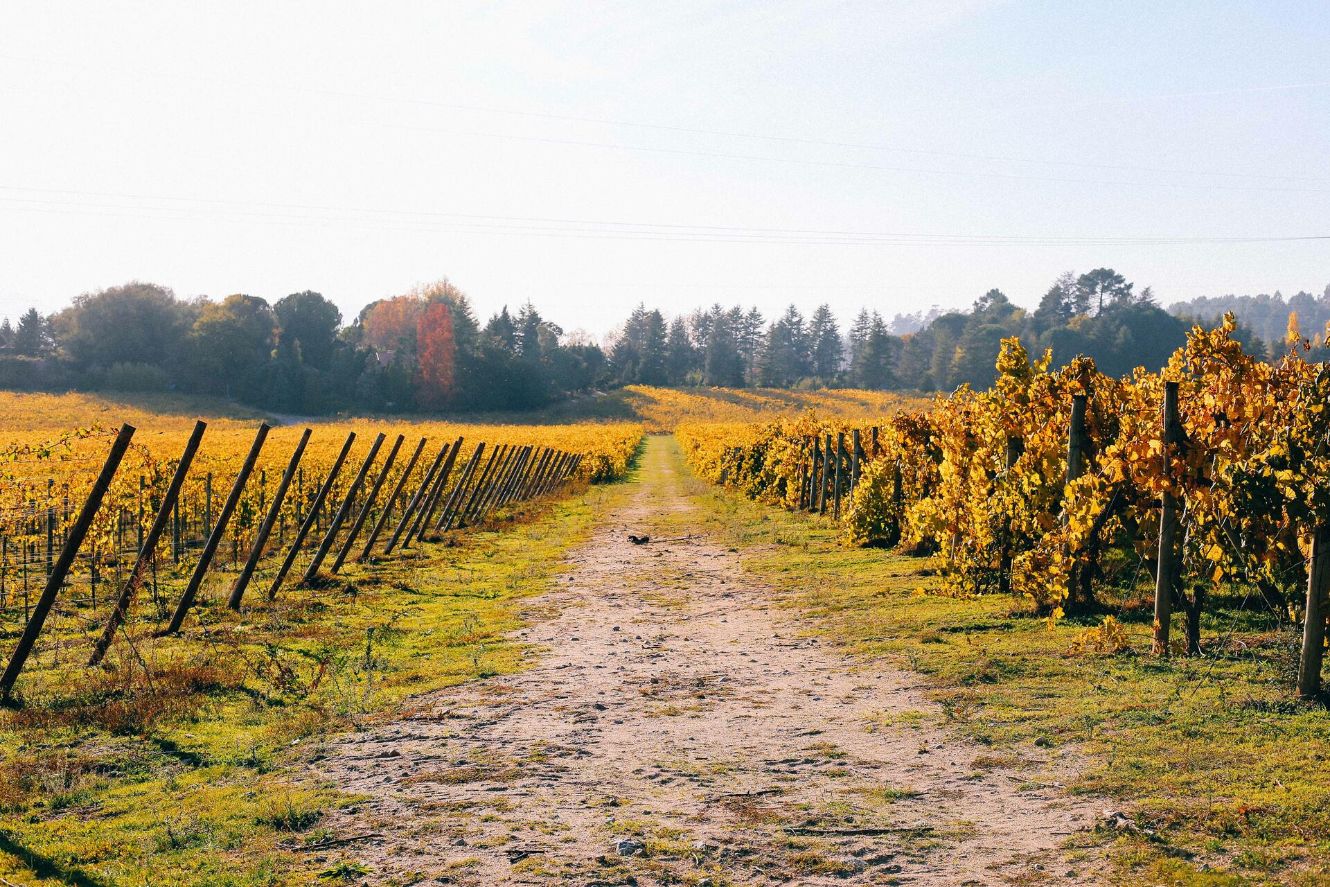 Casa de Vilacetinho – Visita & Prova Completa