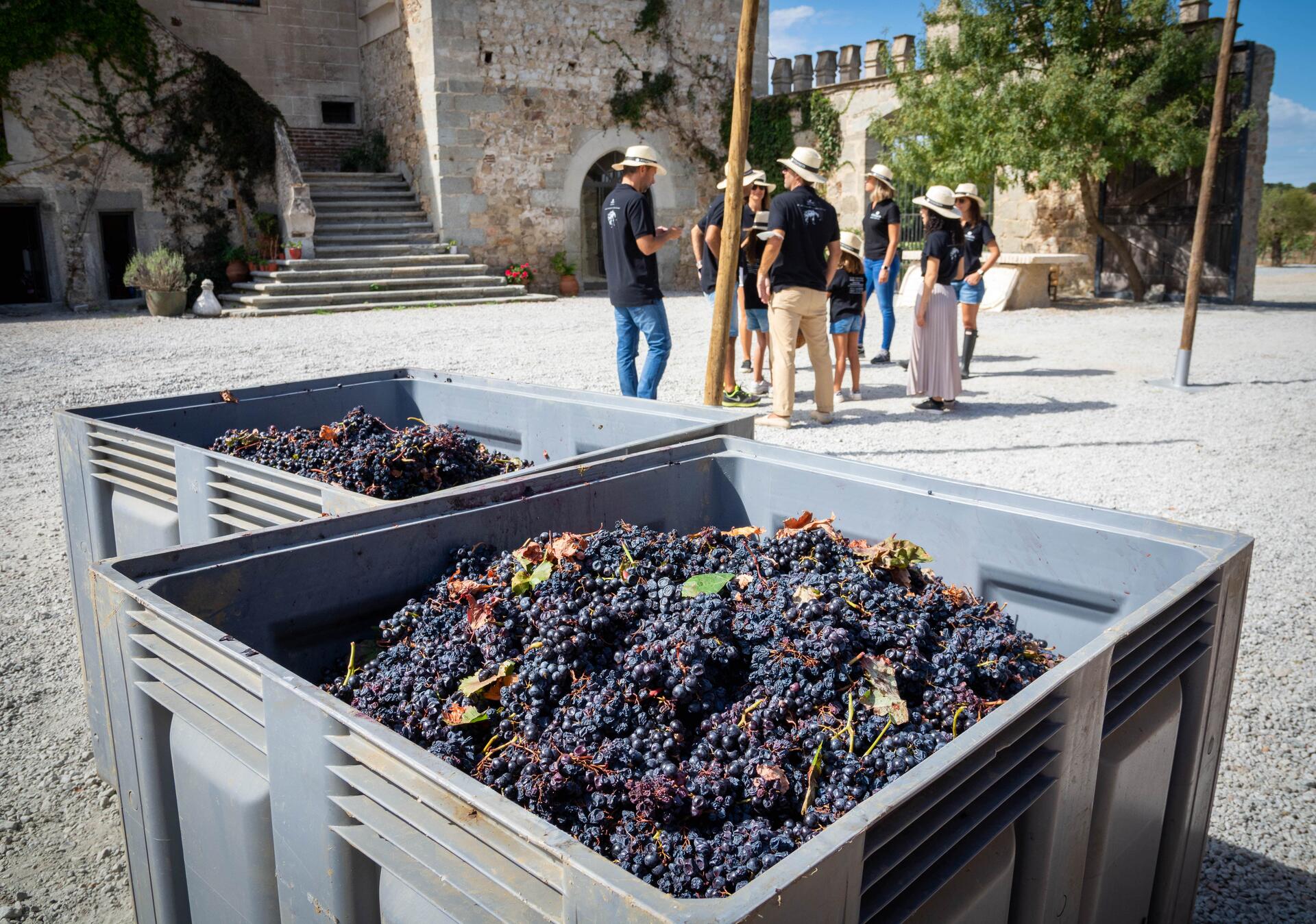 Fitapreta – Programa de Vindima