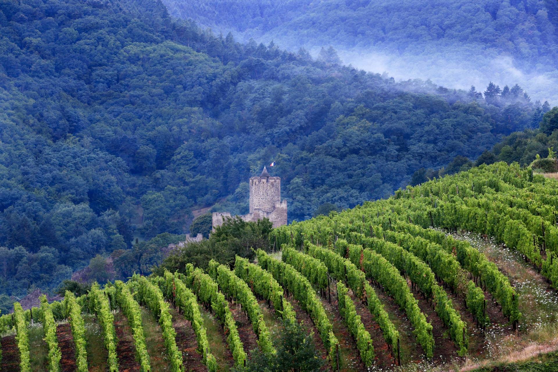 Wine Tasting Experience: Vineyard Tour & Private Tasting