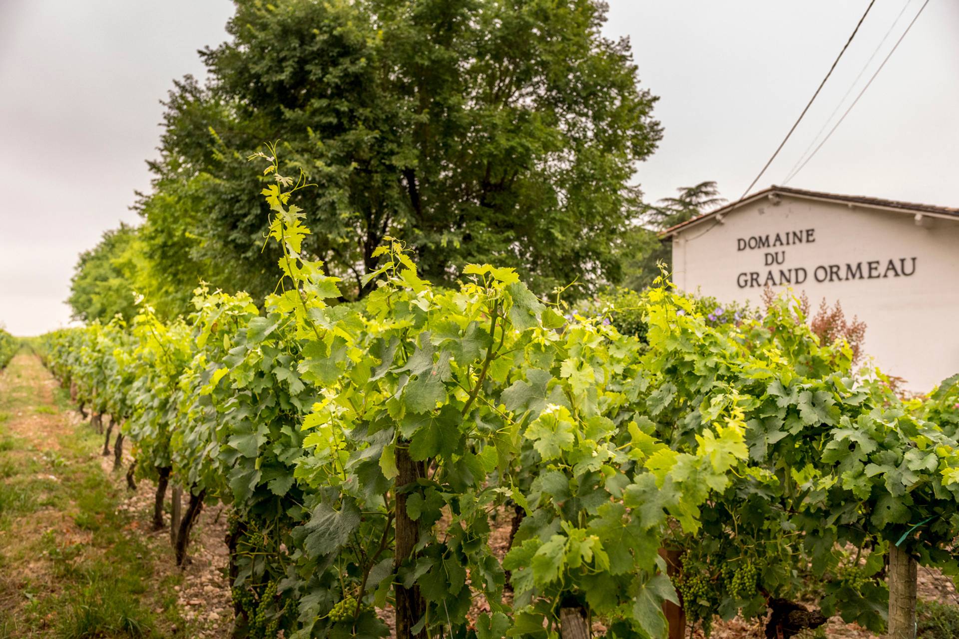 DOMAINE DU GRAND ORMEAU