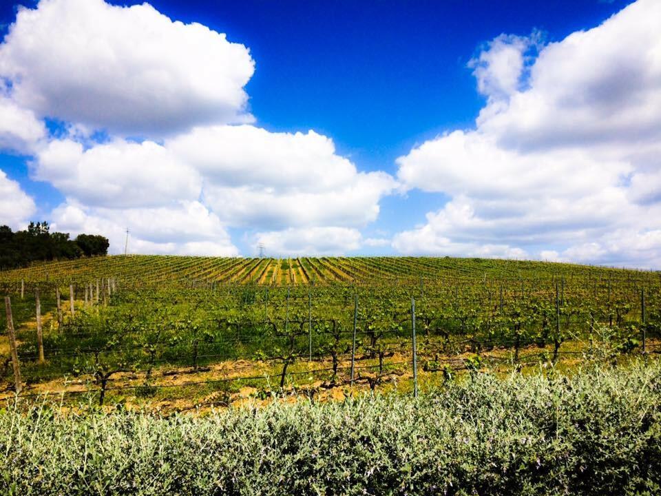 Herdade dos Templários – Visita & Prova de Vinhos