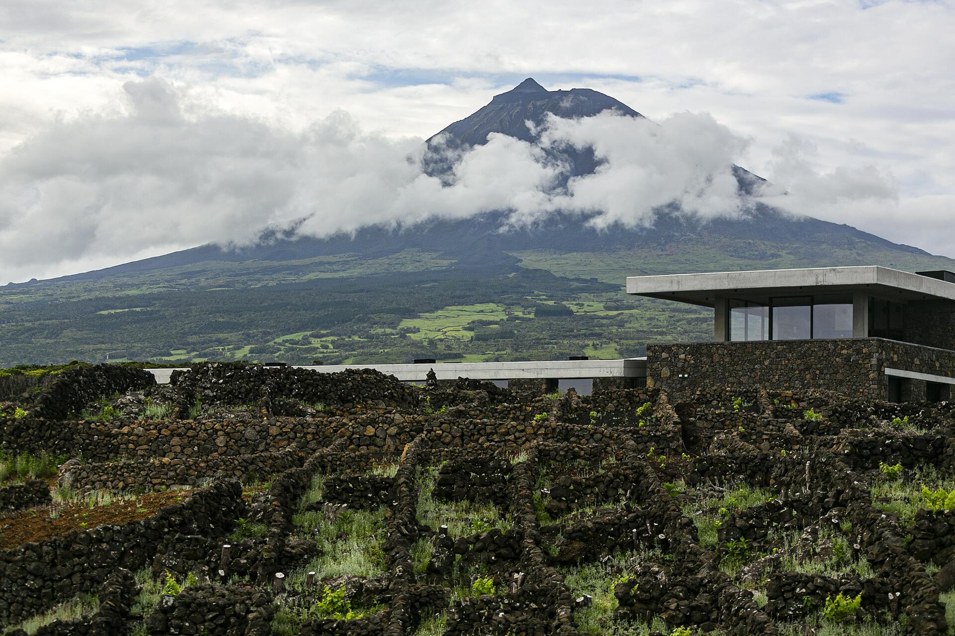 Azores Wine Company – A Kind of Magic