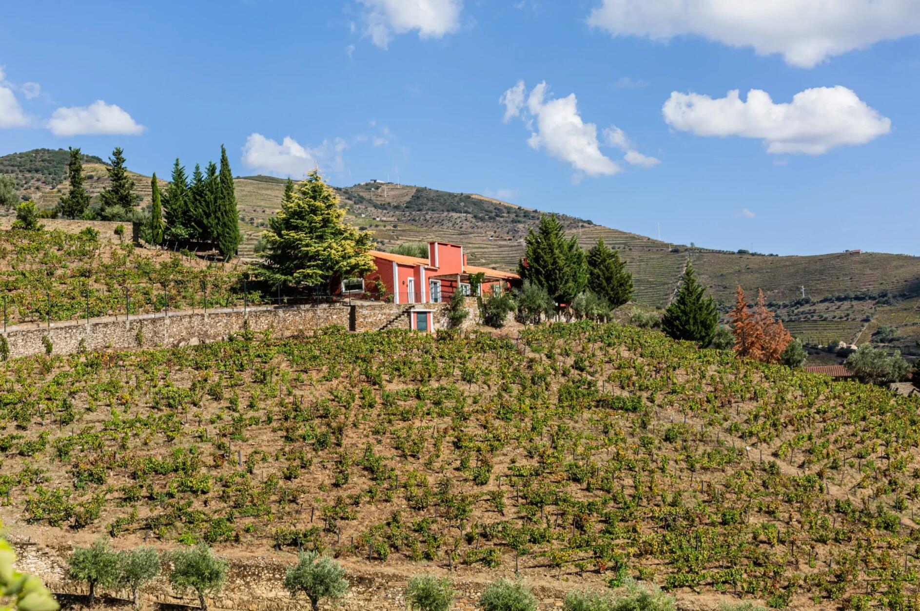 Quinta Vale do Sabor – Prova Vinhas