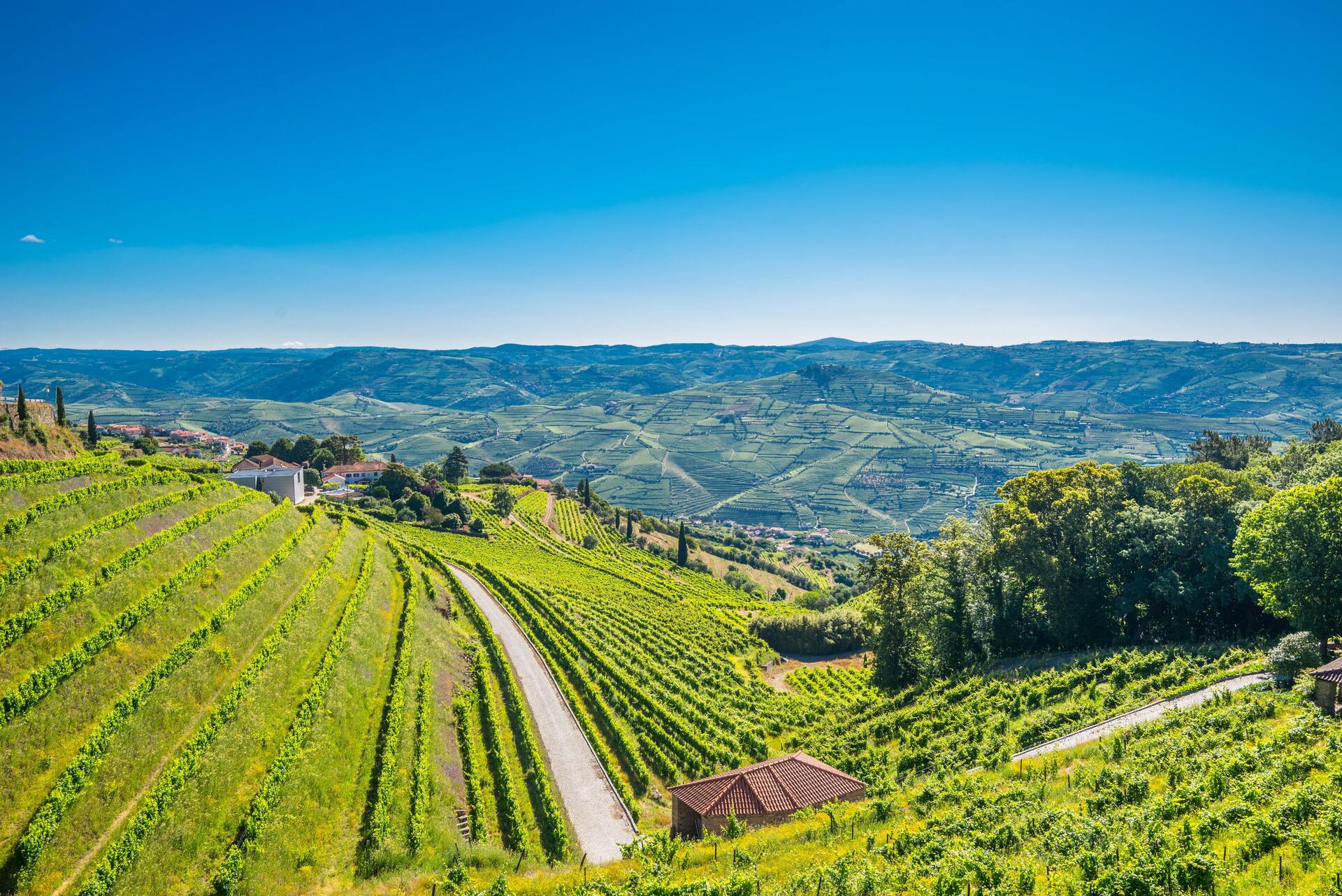 Quinta de Santa Júlia – Reencontro com o Passado