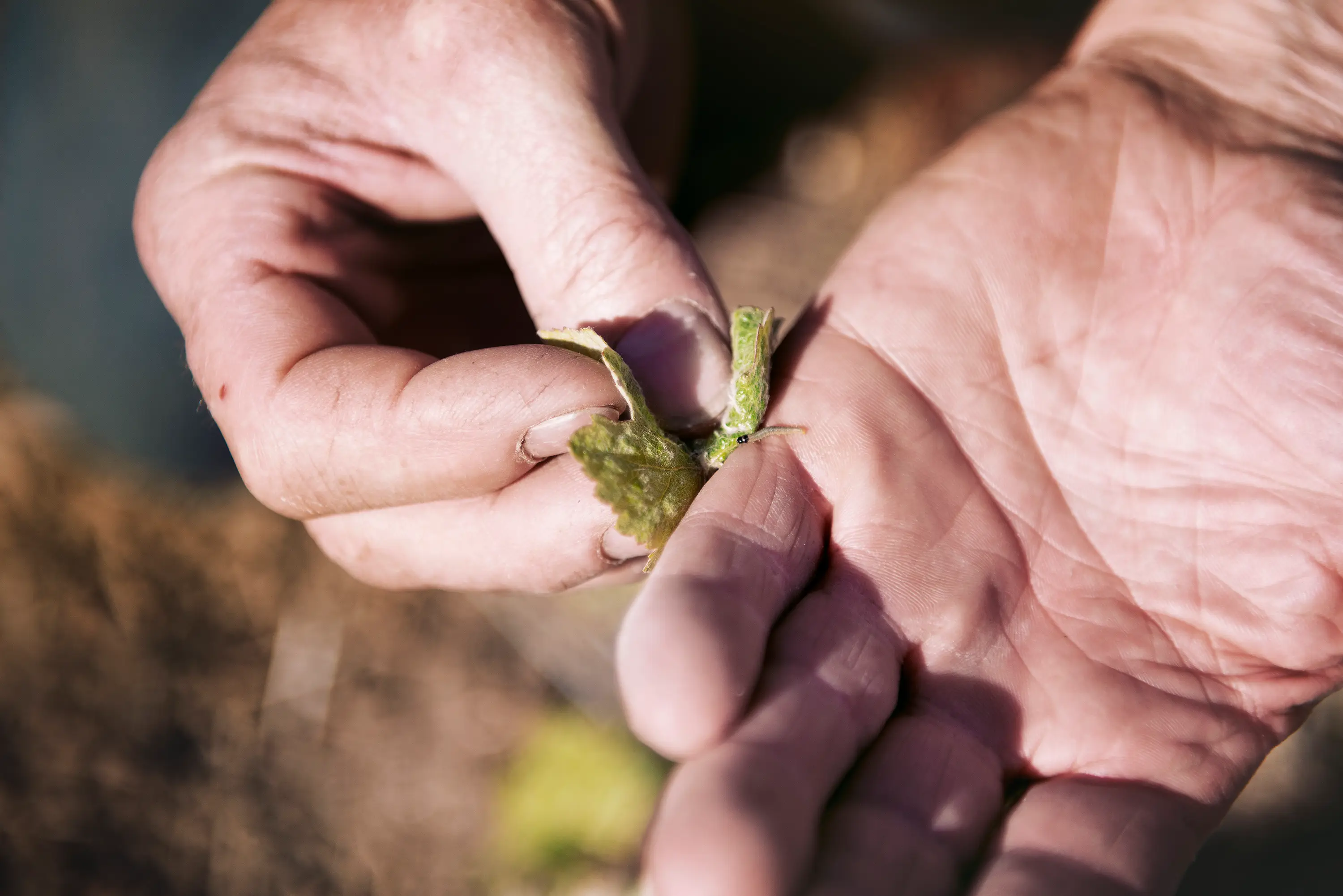 The Ecological moment: visit of our vineyards