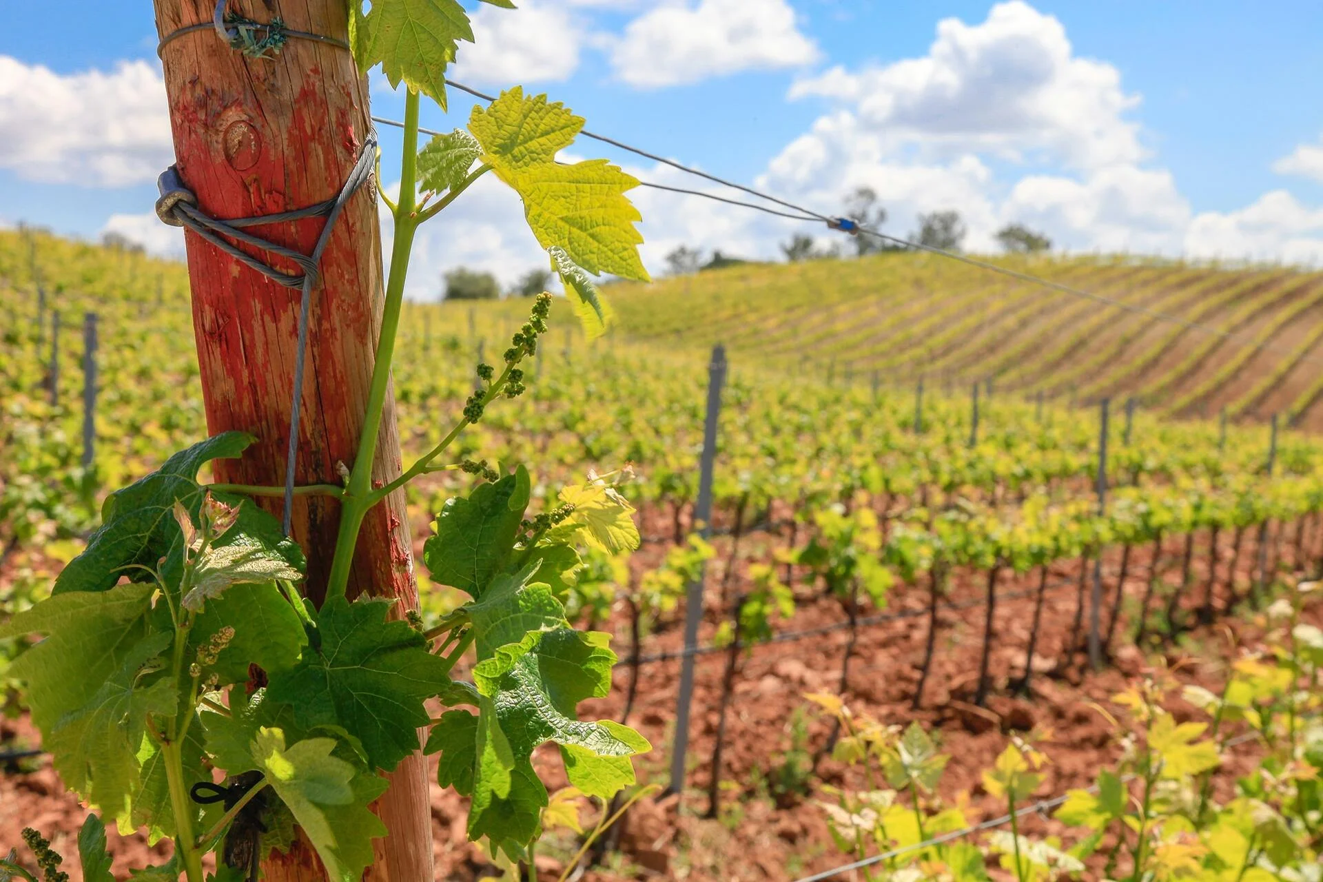 Vinhos Franco – Visita & Prova com o Enólogo