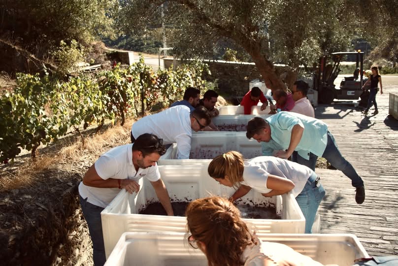 Adega Maçanita – Enólogo por um Dia