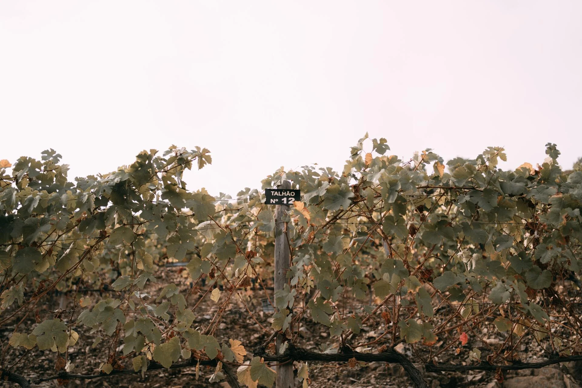 Quinta da Gricha – Atividade de Vindimas