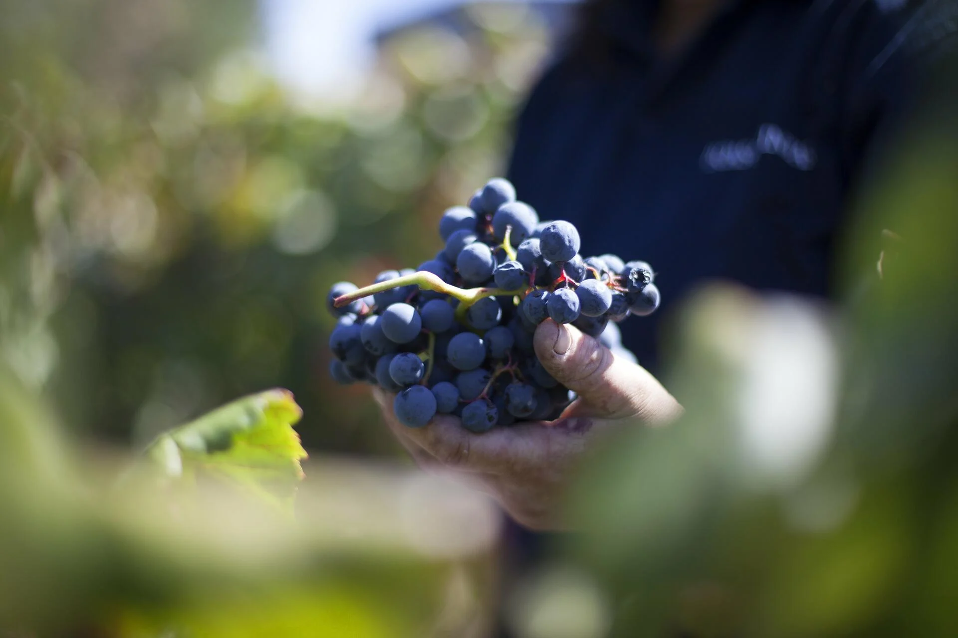 Boas Quintas – Experiência Fonte do Ouro