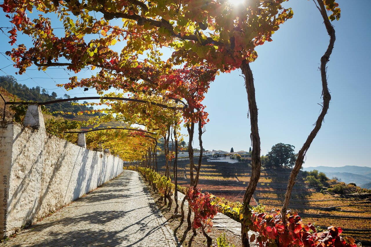 Quinta do Noval – Visita & Prova Monocastas