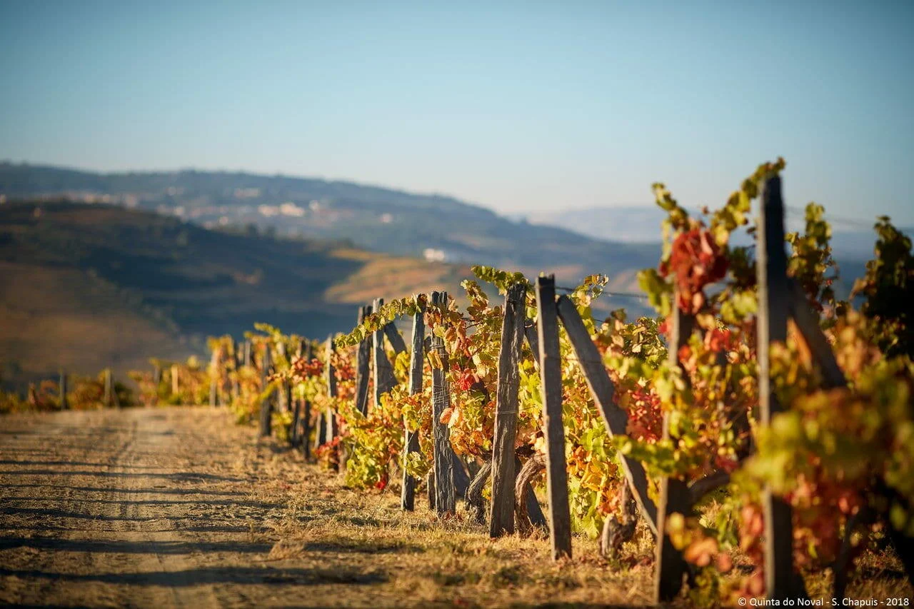 Quinta do Noval – Visita & Prova Monocastas