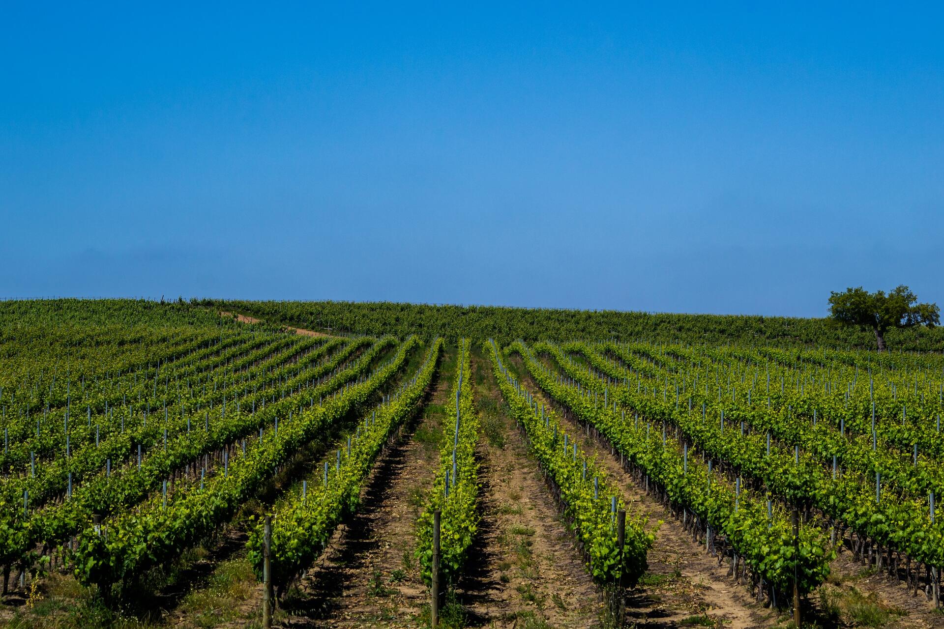 Herdade da Calada – Visita & Prova Bem – Vindo