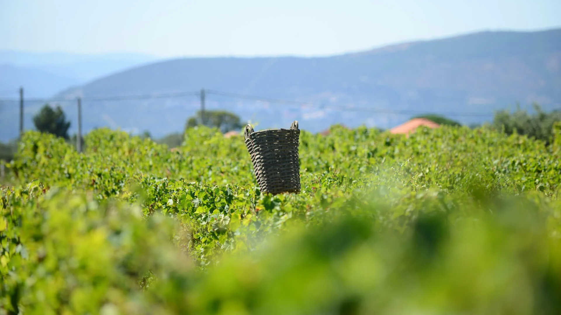 Tour de Vindimas no Douro