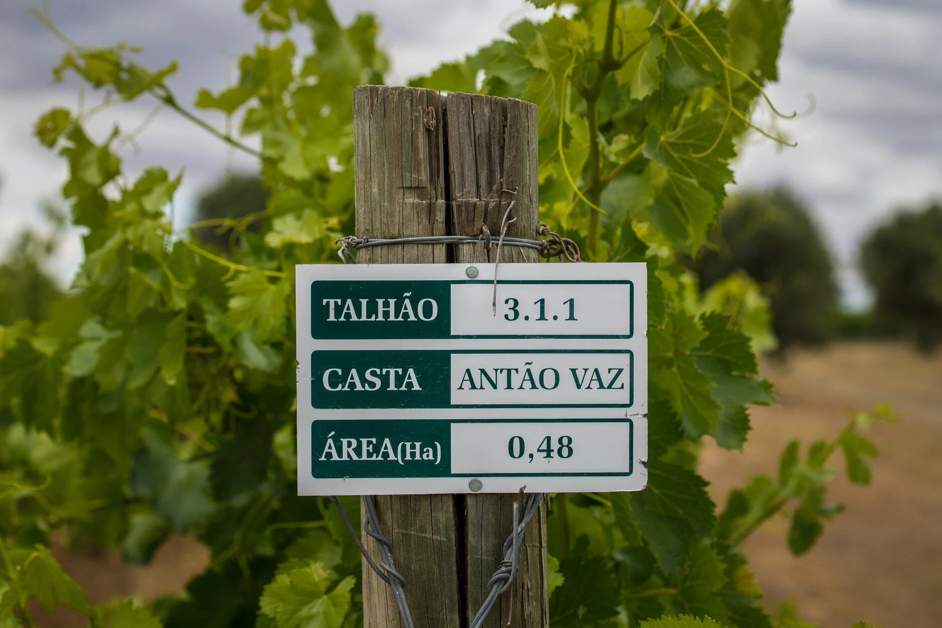 Ribafreixo Wines – Piquenique nas Vinhas