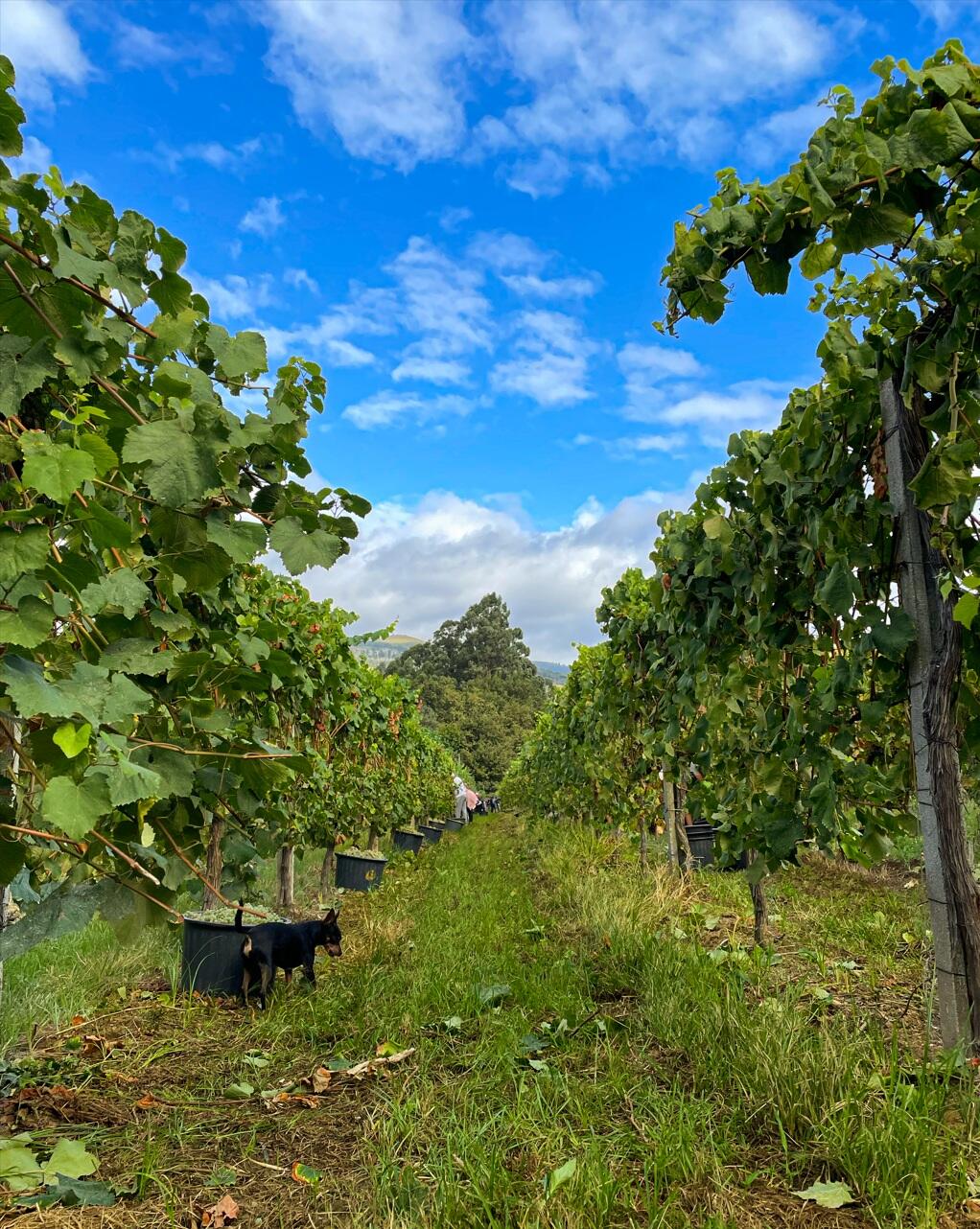 Soalheiro – Prova de Espumantes