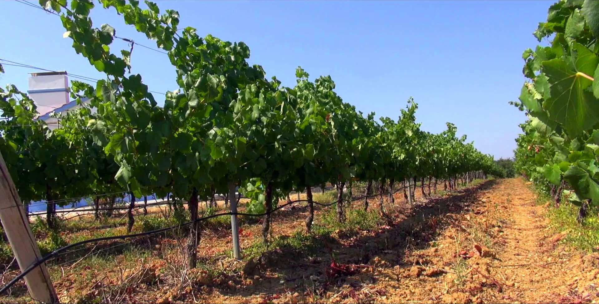 Herdade dos Templários – Visita & Prova Reserva