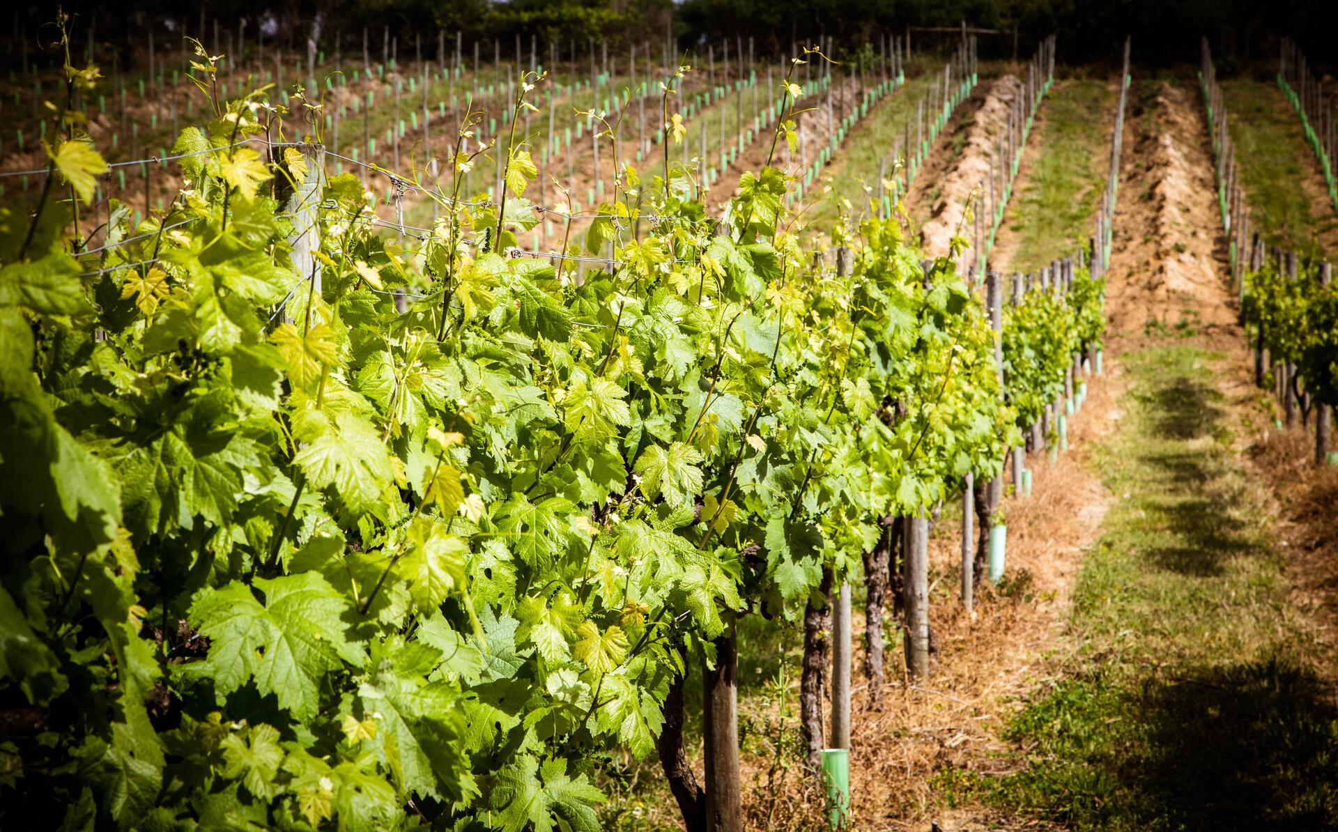 Quinta de Lourosa – Visita & Prova de Vinhos