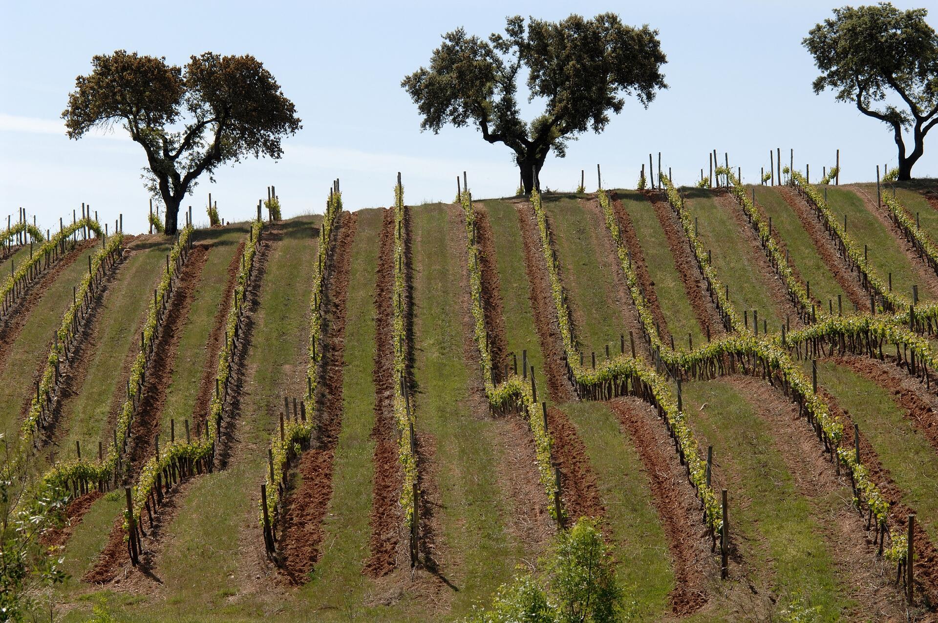 Casa Relvas – Rota da Biodiversidade