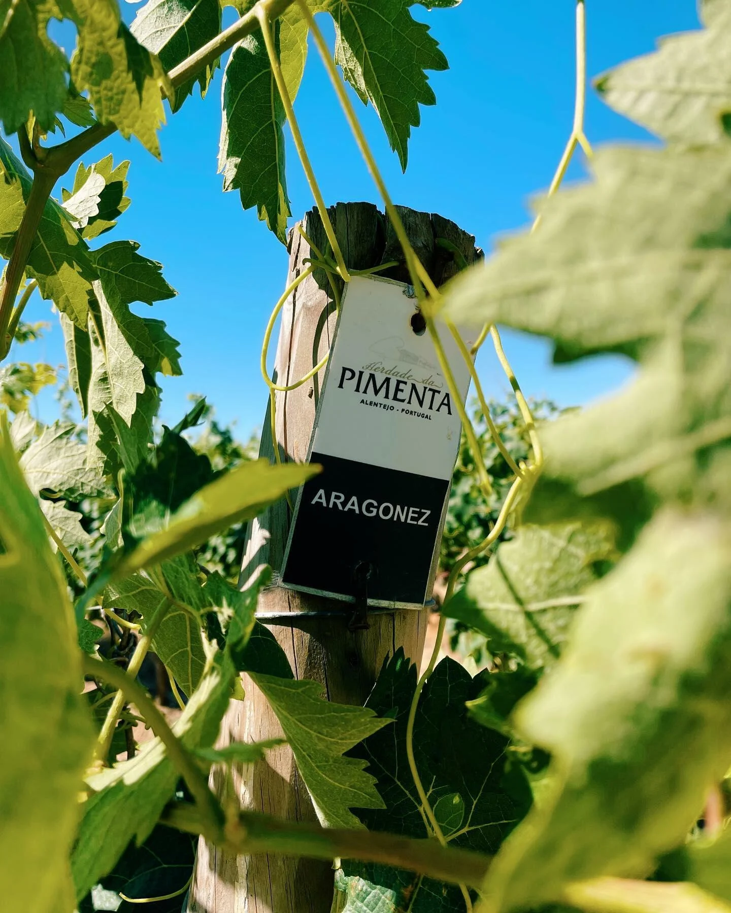 Casa Relvas – Programa de Vindima