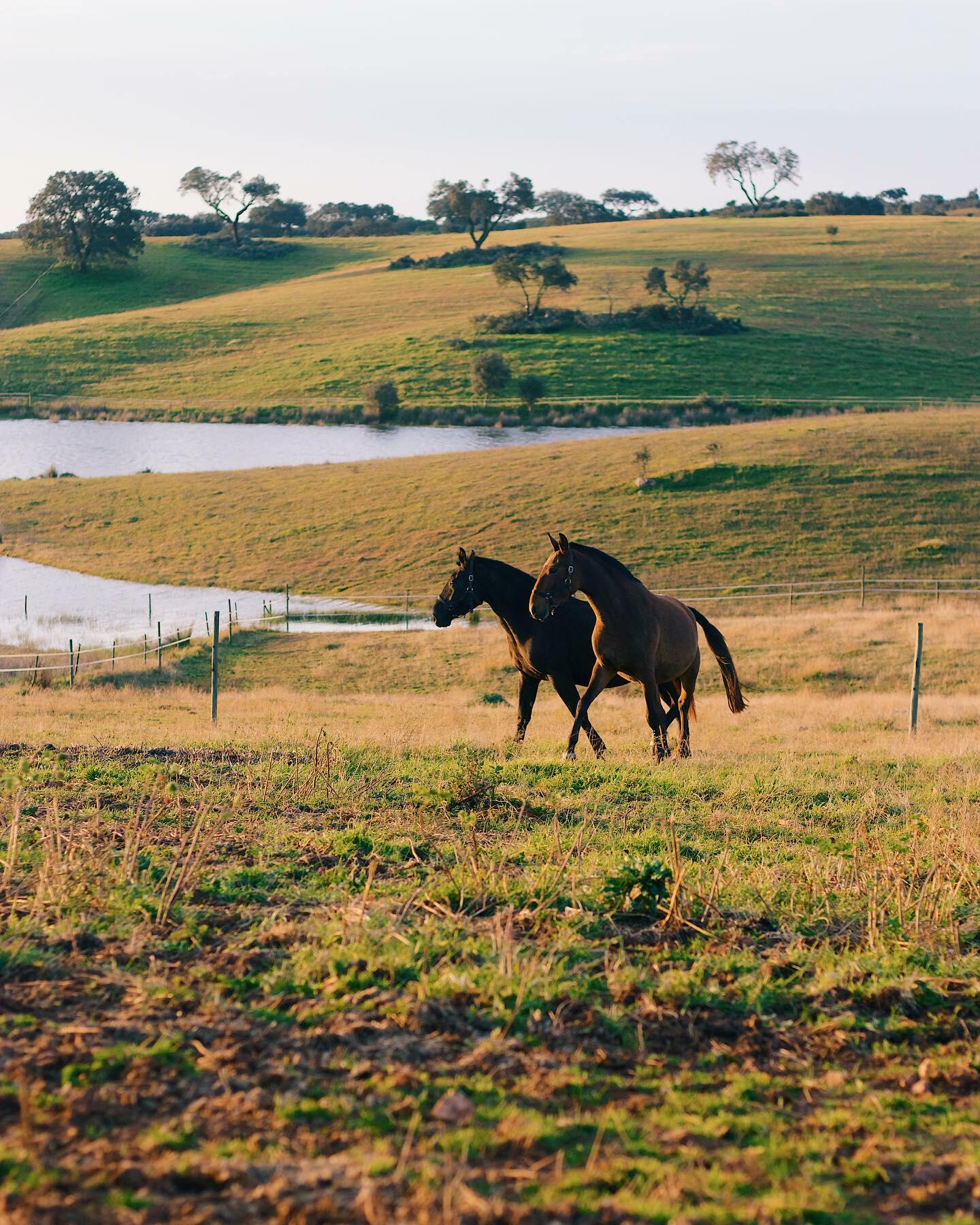 Casa Relvas – Programa de Vindima