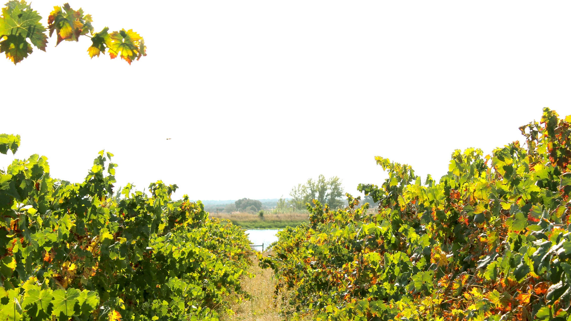 Casa Relvas – Programa de Vindima