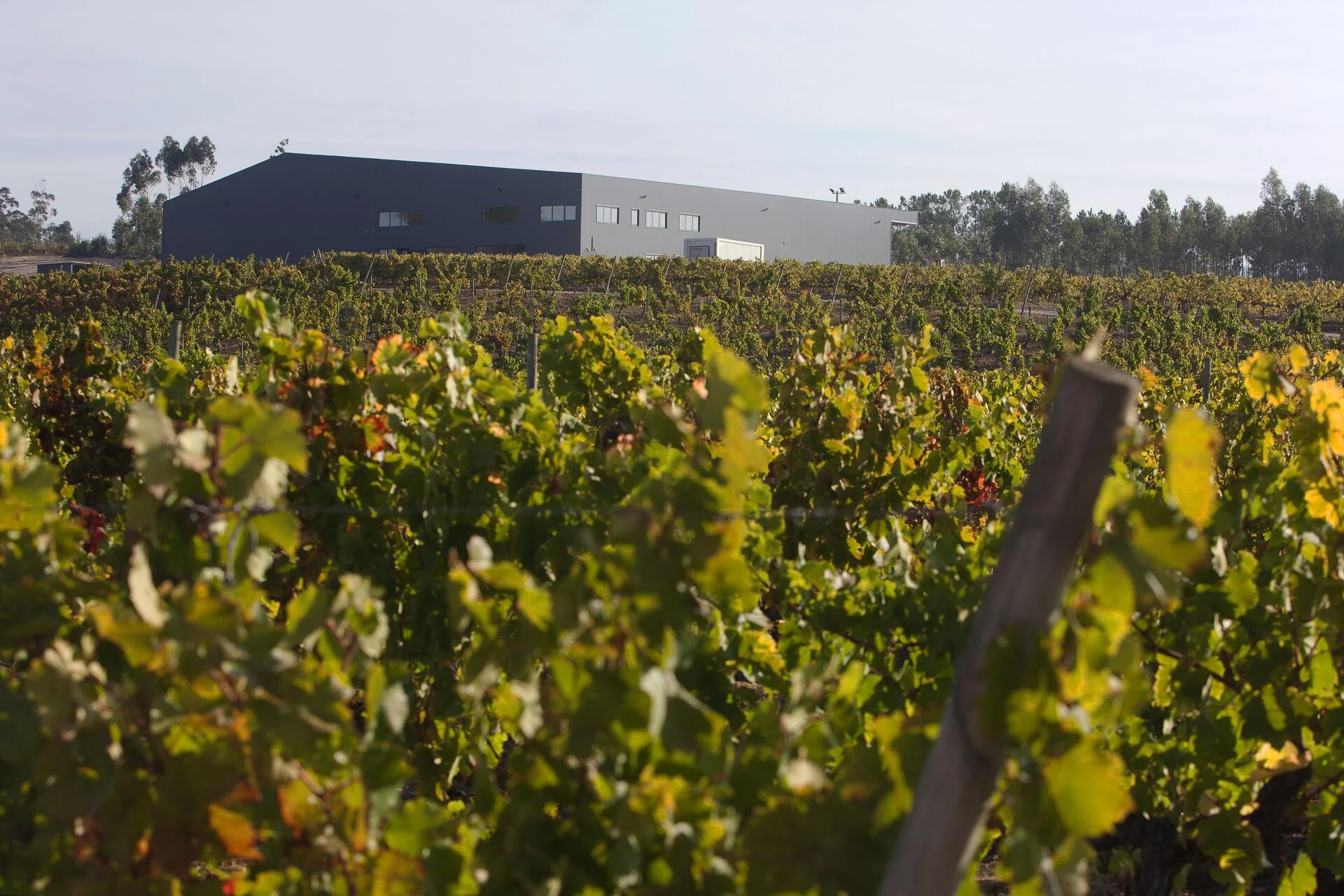 Boas Quintas – Quinta da Giesta