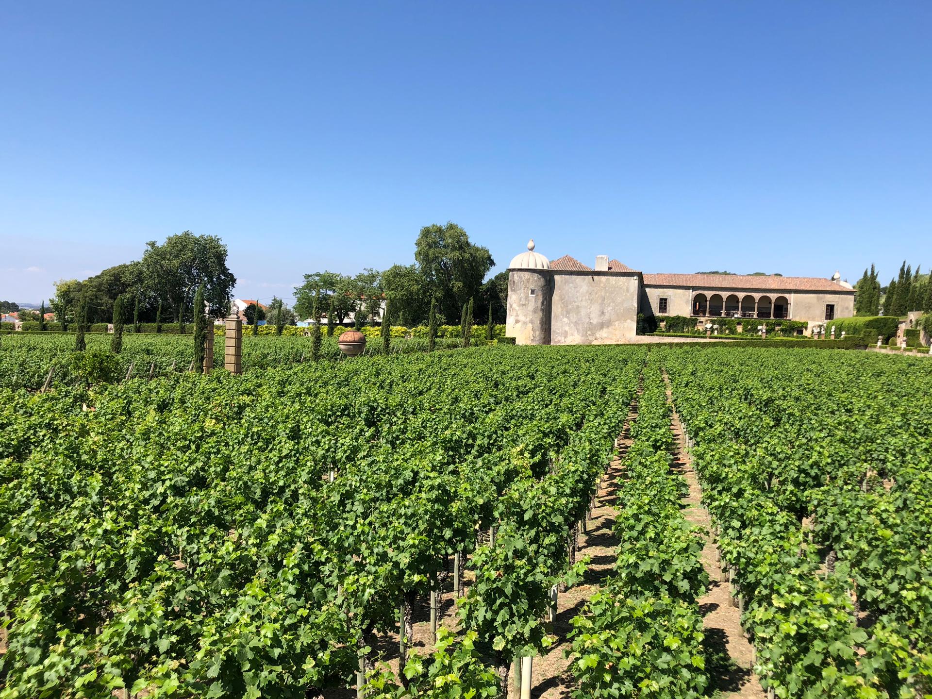 Palácio da Bacalhôa – Prova Casa das Índias