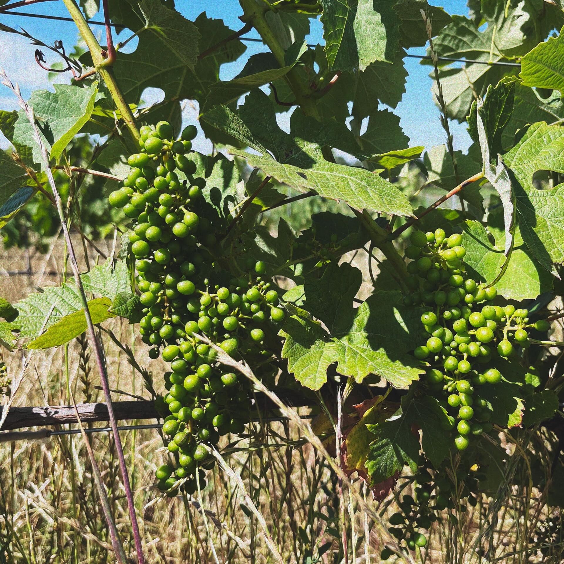 Pista Wines – Picnic nas Vinhas