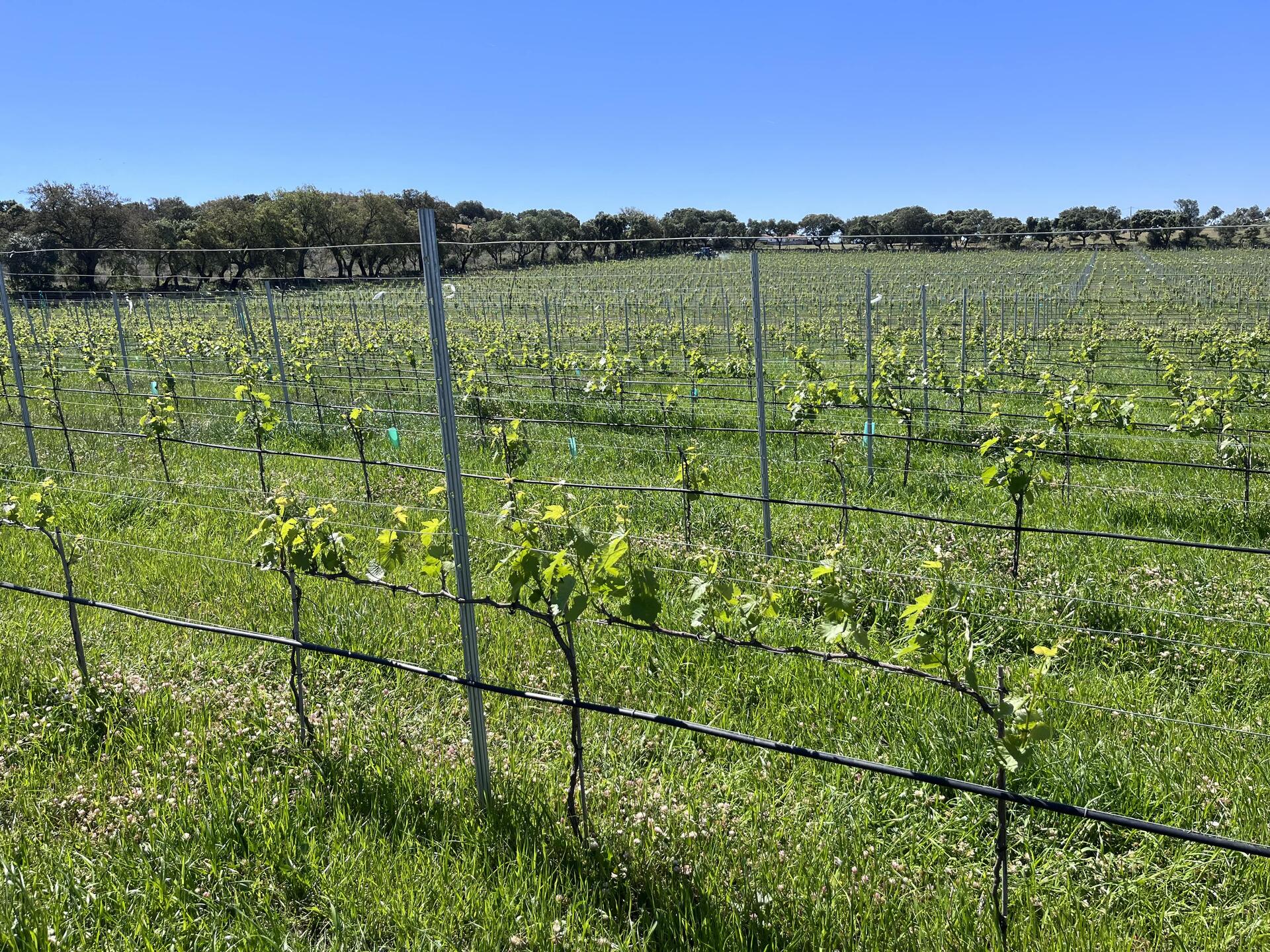 Pista Wines – Picnic nas Vinhas