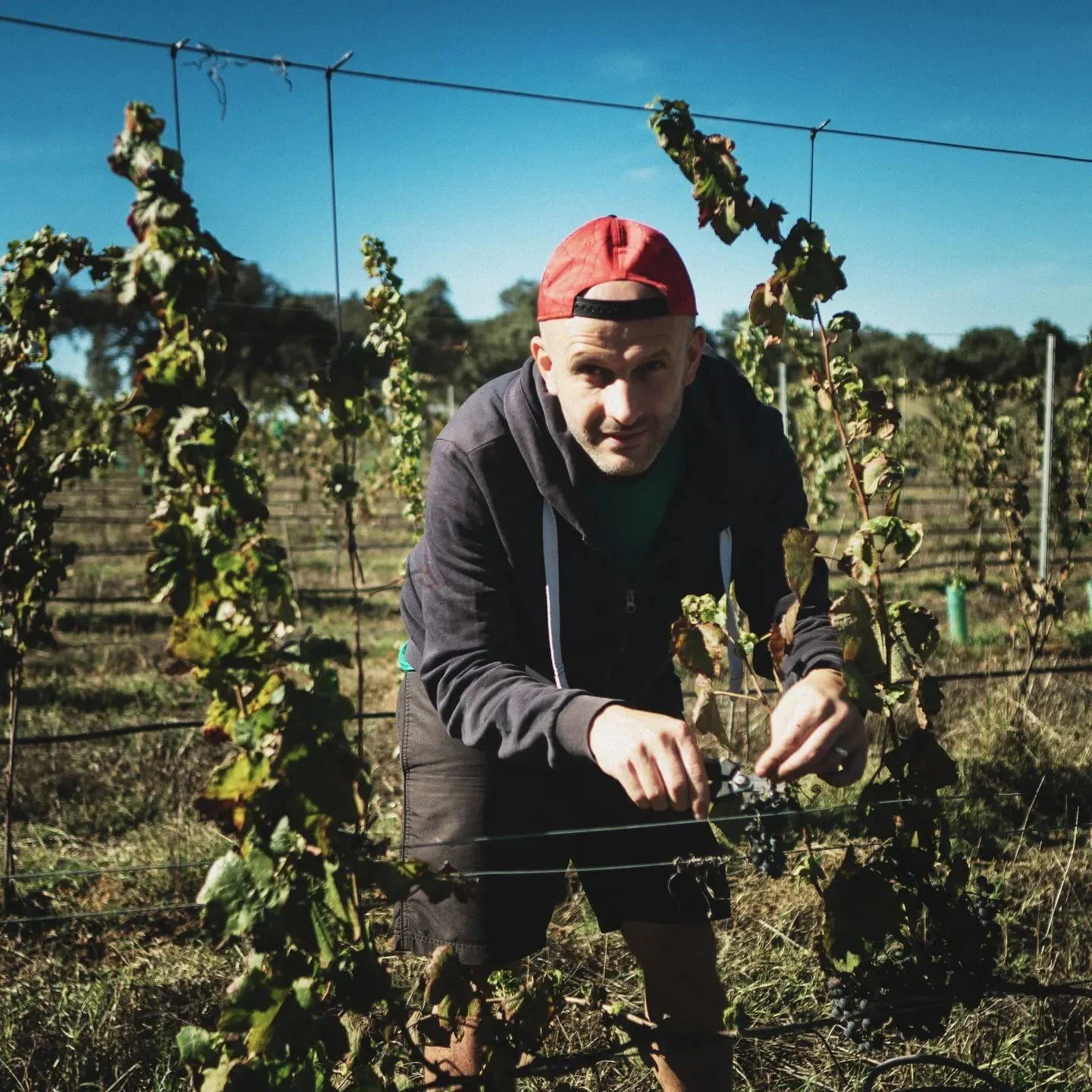 Pista Wines – Picnic nas Vinhas