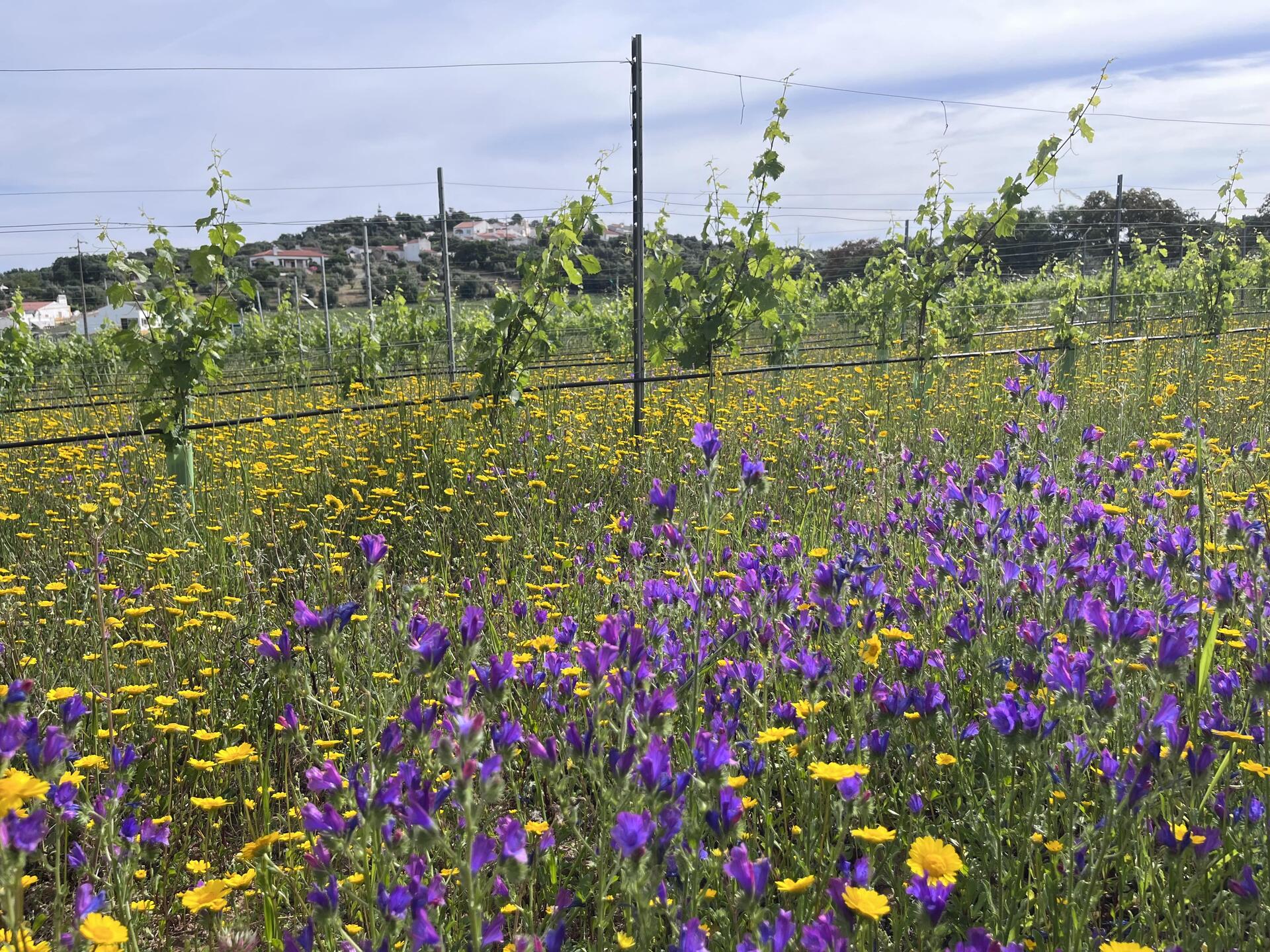 Pista Wines – Prova Verão