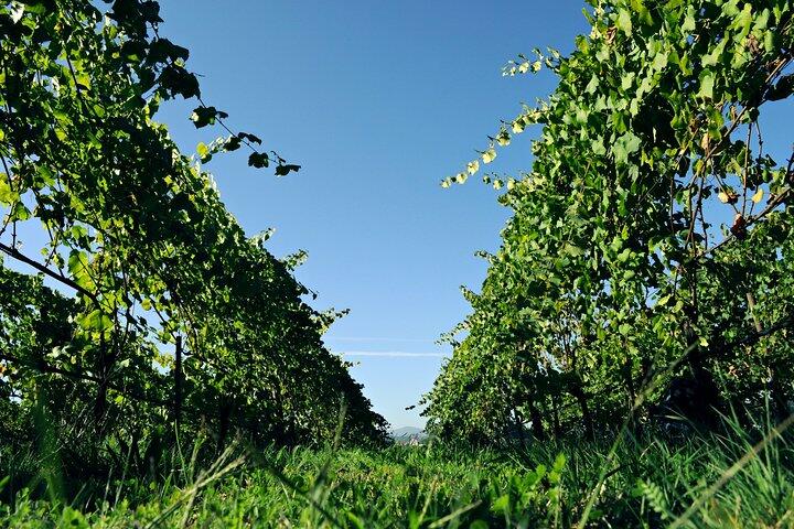 Tour Privado à Região dos Vinhos Verdes e Douro