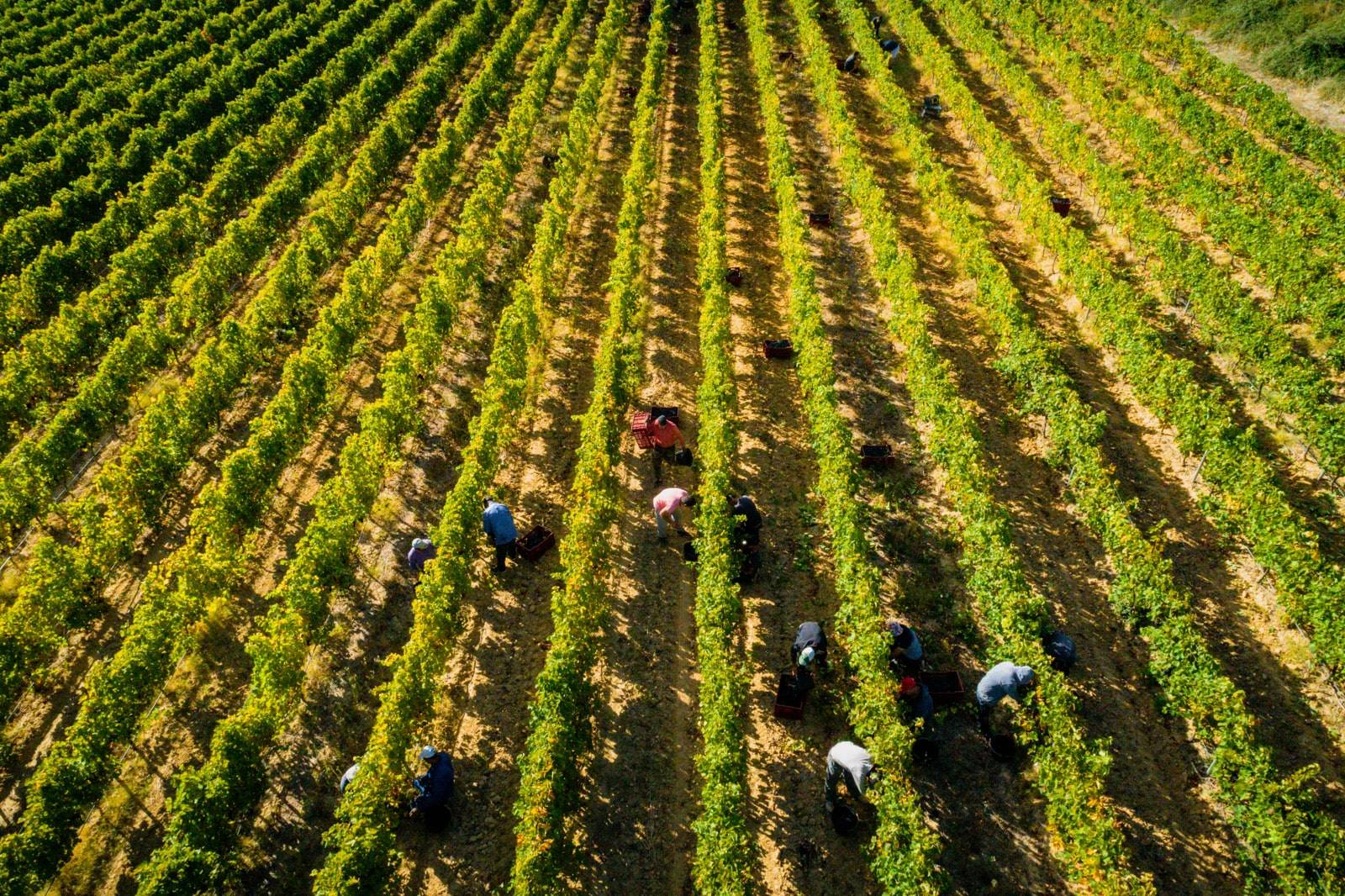 Classic Tasting and Visit of the Estate