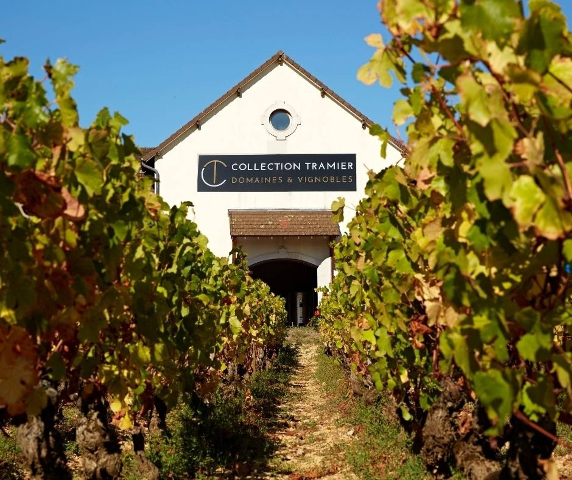 Exploration of Burgundy Grape Varieties