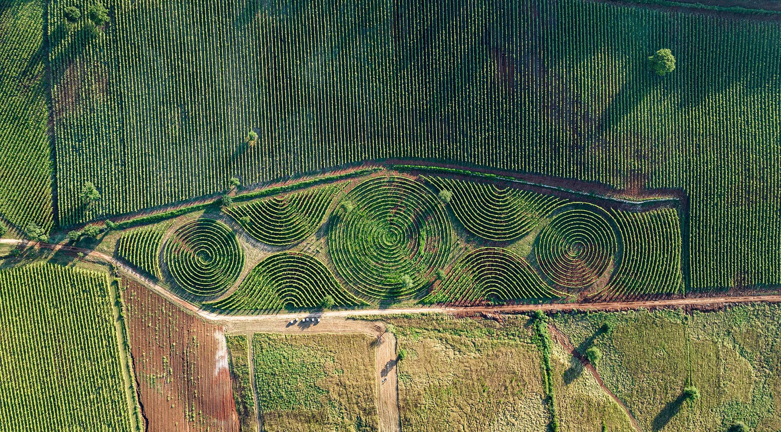 Limito – The Vineyard Labyrinth