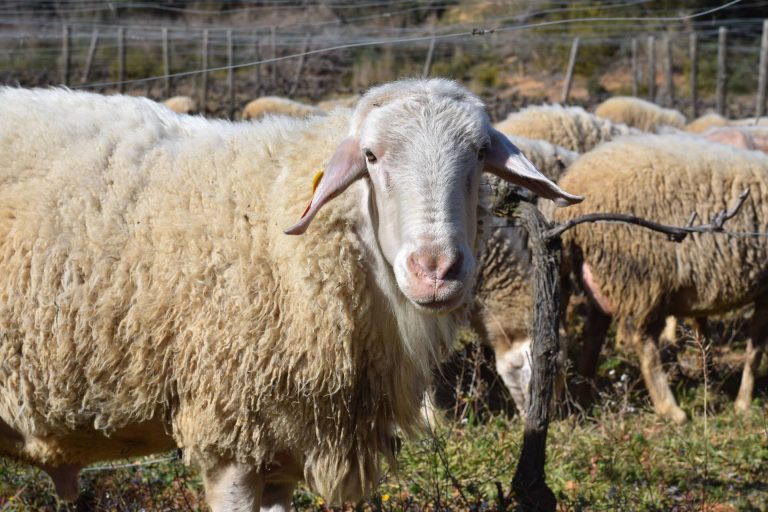 Walk with the shepherd