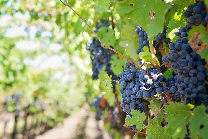 Tour Premium Privado na Região do Dão