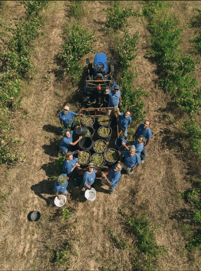Adega da Gaveta – Programa de Vindimas